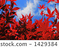 contrast 1429384