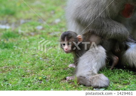 Parent and child of monkey 1429461