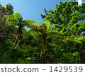 pteridophyte (plant division), flying spider monkey tree fern, jungle 1429539