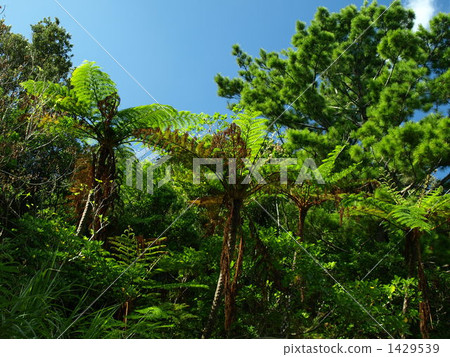 蕨類植物（植物分支） 樹蕨 叢林 1429539