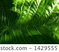 alocasia odora, giant upright elephant ear, night-scented lily 1429555