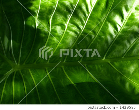 alocasia odora, giant upright elephant ear, night-scented lily 1429555