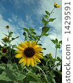 field of sunflowers, sunflower, sunflowers 1429591