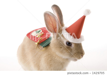 Child rabbit carrying Santa hat and socks Child rabbit carrying Santa hat and socks 1429705