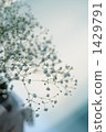 Haze grass 1429791
