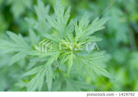 Wormwood 1429792