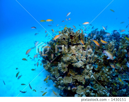 鹹水魚 海水魚 海魚 1430151