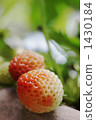 Strawberry began to color 1430184