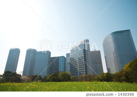 Rape flower field in the city 1430399