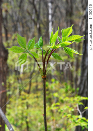 香芹(繖形)目 山野菜 八角金盤 1430656