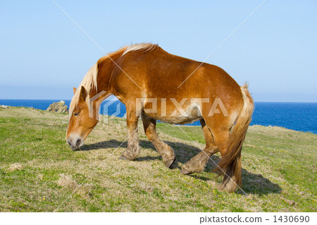 尻屋崎的神田手 尻屋崎的神田手 1430690