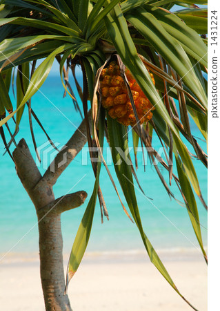 Subtropical plant 1431224