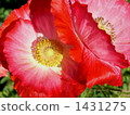 Poppy 1431275