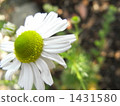 Chamomile 1431580