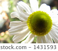 camomile, chamomile, chamomiles 1431593