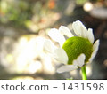 camomile, chamomile, chamomiles 1431598