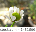 camomile, chamomile, chamomiles 1431600