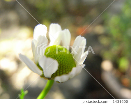 camomile, chamomile, chamomiles 1431600