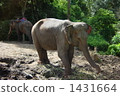 elephant  1431664
