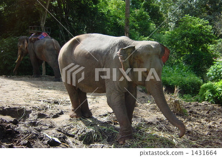 elephant elephant 1431664