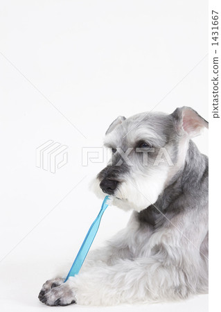 schnauzer brush