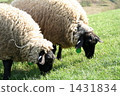 A sheep 1431834