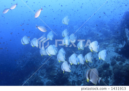 Flock of swallow swallow Flock of swallow swallow 1431913