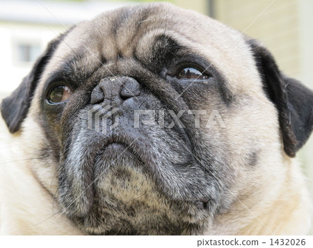 Pug that seems to be disgusting Pug that seems to be disgusting 1432026