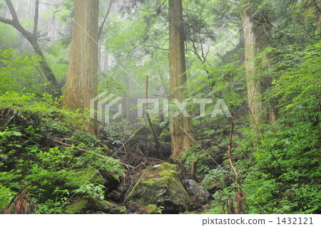Kajigamori, landscape of Asagiri Forest, Otoyo Town, Nagaoka District, Kochi Prefecture 1432121