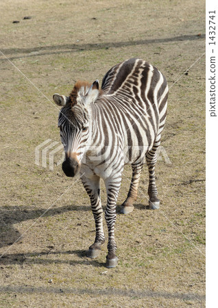 格蘭特斑馬天王寺動物園 1432741