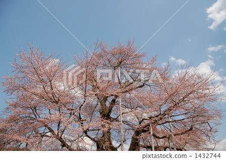 Sakura Sho River Azuma Higanzakura 1432744