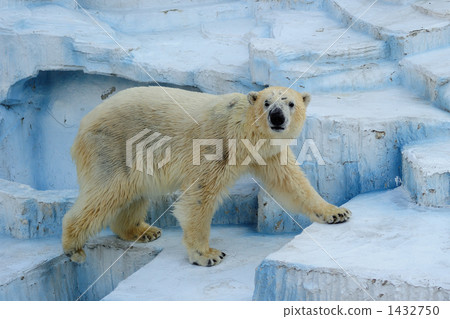Polar bear Tennoji Zoo Polar bear Tennoji Zoo 1432750