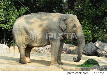 從側面天王寺動物園亞洲象全身向上 1432754