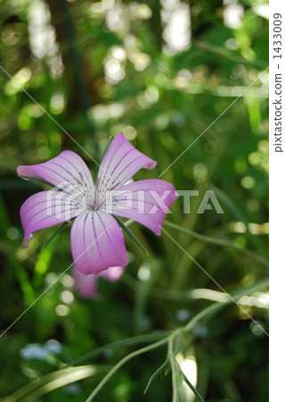 Agrostenma Flower 1433009