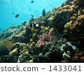 Clear sea and fish 1433041