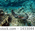 Sea turtle swimming to fly 1433044