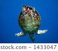 Behind the sea turtle swimming in the blue sea 1433047