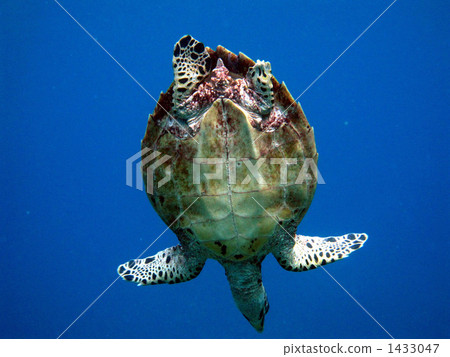 Behind the sea turtle swimming in the blue sea 1433047