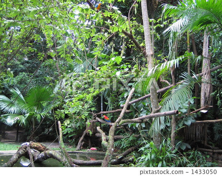 The original forest and parrot of the Amazon 1433050