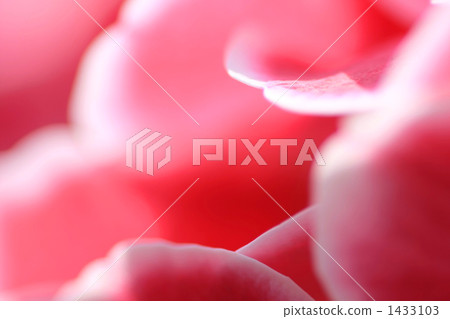 可愛,可愛,浪漫的繡球花 可愛,可愛,浪漫的繡球花 1433103