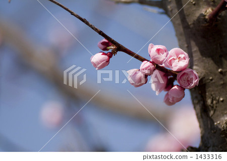 在藍天的紅色花 1433316