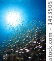 school of fish, zamami island, parapriacanthus ransonneti 1433505