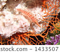 saltwater fish, coral, palau 1433507