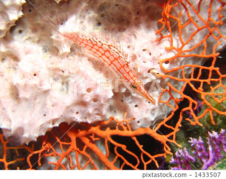 鹹水魚 海水魚 海魚 1433507