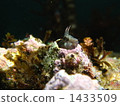 gunnel, blenny, one tail 1433509
