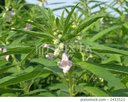 芝麻哈娜 1433521