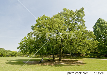 bower, tree shade, reading 1433596