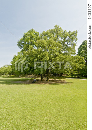 bower, tree shade, reading 1433597