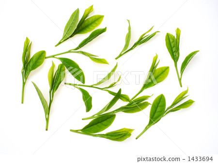 新茶葉 1433694