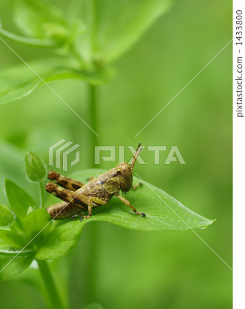 幸運的幼蟲fucka（幼蟲） 1433800